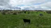 56 Duckholes Road, Dreeite, Vic 3249-Image