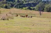 58 Laceys Lane, Gunalda, Qld 4570-Image