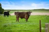 592 Feasts Firebreak Road, Wye, SA 5291-Image