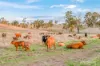 595 Walla Road, Morganville QLD 4671-Image