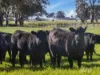 596 Settlement Road, Kilmany, Vic 3851