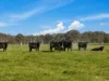 596 Settlement Road, Kilmany, Vic 3851-Image