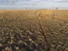 598 Surat Development Road, Surat, Qld 4417-Image