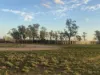 598 Surat Development Road, Surat, Qld 4417-Image
