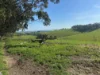 625 Boorool Road, Berrys Creek, Vic 3953-Image