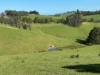 625 Boorool Road, Berrys Creek, Vic 3953-Image
