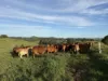 67 Seamark Road, Tarzali, Qld 4885-Image