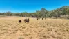 6702A MANILLA ROAD, Red Hill, NSW 2347-Image
