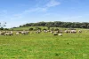 673 Holmes Road, Kingston Se, SA 5275-Image