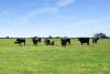 673 Holmes Road, Kingston Se, SA 5275-Image