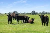 673 Holmes Road, Kingston Se, SA 5275-Image