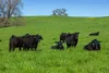 676 Gocup Road, Tumut, NSW 2720-Image