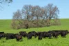 676 Gocup Road, Tumut, NSW 2720-Image