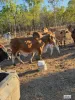 680 Miles Road, Eva Valley, NT 0822-Image