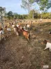 680 Miles Road, Eva Valley, NT 0822-Image