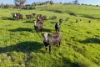 686 Killingworth Road, Killingworth, Vic 3717-Image