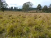 70 Bairds Road, Bonalbo, NSW 2469