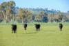 70 Stonehaven Road, Holbrook, NSW 2644-Image