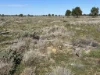 7040 Woolerina Road, Bollon, Qld 4488-Image