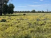 7040 Woolerina Road, Bollon, Qld 4488-Image