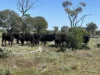 7040 Woolerina Road, Bollon, Qld 4488-Image