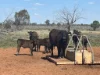 7040 Woolerina Road, Bollon, Qld 4488-Image