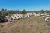 7040 Woolerina Road, Bollon, Qld 4488-Image