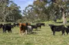 719 Selectors Road, Mangalore, Vic 3663-Image