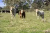 719 Selectors Road, Mangalore, Vic 3663-Image