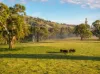 741 Darbalara Road, Coolac, NSW 2727-Image
