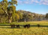 741 Darbalara Road, Coolac, NSW 2727-Image