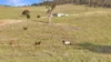 751 Sodwalls Road, Sodwalls, NSW 2790-Image