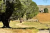 7651 Monaro Highway, Cooma, NSW 2630-Image
