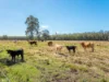 769 Lagoon Road, West Coraki, NSW 2471-Image