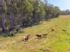769 Lagoon Road, West Coraki, NSW 2471-Image