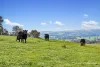 817 Upper Lurg Road, Upper Lurg, Vic 3673-Image