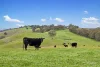817 Upper Lurg Road, Upper Lurg, Vic 3673-Image