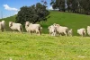 817 Upper Lurg Road, Upper Lurg, Vic 3673-Image