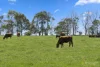 90 Baynes Road, Corunnun, Vic 3249-Image