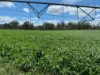 930 Berries Road, Golden Fleece, Qld 4621-Image