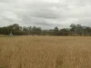 930 Berries Road, Golden Fleece, Qld 4621-Image