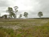 930 Berries Road, Golden Fleece, Qld 4621-Image