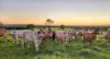99 North Pattens Road, Boynewood, Qld 4626-Image