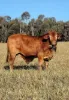 99 North Pattens Road, Boynewood, Qld 4626-Image