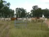 99 North Pattens Road, Boynewood, Qld 4626-Image