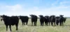 Allot 91, Lower Nelson Road, Allendale East, SA 5291-Image