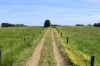'Avon Park Farm' 310 Chocolyn Road, Camperdown, Vic 3260-Image