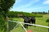 'Avon Park Farm' 310 Chocolyn Road, Camperdown, Vic 3260-Image