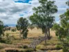 "Blacksprings" 7537 Stanthorpe-Texas Road, Texas, Qld 4385