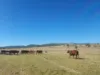 "Blacksprings" 7537 Stanthorpe-Texas Road, Texas, Qld 4385-Image